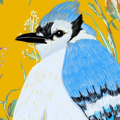 ציור ציפור עורבני כחול