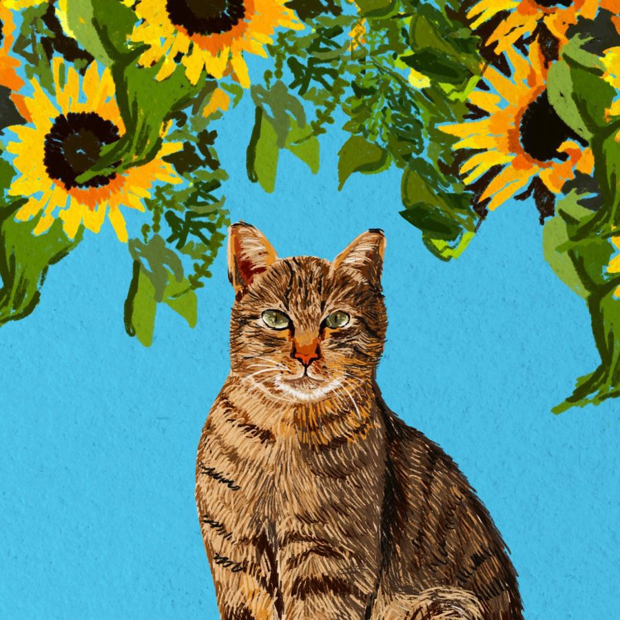 ציור חתול חמניות